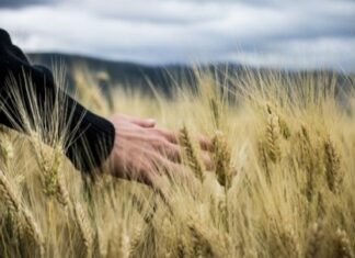 Битва за урожай: смогут ли в Украине провести посевную
