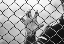 Жена Усика рассказала о сыне священника, которого солдаты РФ вывезли в Беларусь