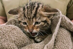 В Одессе спасают лесных котят, мама которых умерла после российского обстрела В Одессе спасают лесных котят, мама которых умерла после российского обстрела