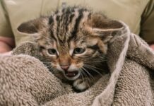 В Одессе спасают лесных котят, мама которых умерла после российского обстрела
