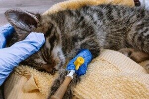 В Одессе спасают лесных котят, мама которых умерла после российского обстрела В Одессе спасают лесных котят, мама которых умерла после российского обстрела