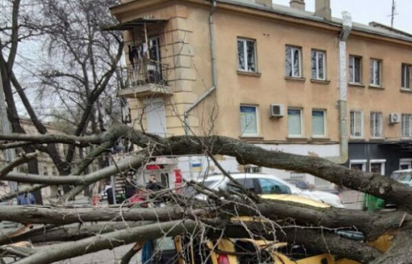 Из-за сильного ветра в Одессе произошел деревопад