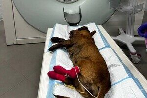 Положили в пасть петарду: в Одессе неизвестные покалечили собаку Положили в пасть петарду: в Одессе неизвестные покалечили собаку