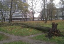 За последние два дня в Одессе упали почти два десятка деревьев и больших веток