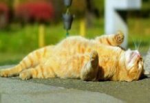 Первые летние дни: какая погода будет в Одессе на следующей неделе