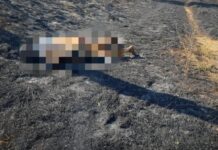 В Одесской области горели сухая трава и дачные постройки: погибла женщина