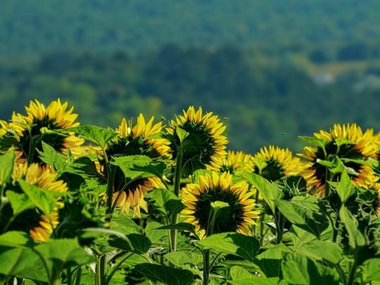 Синоптики обіцяють українцям дощові вихідні перед новим «тепловим ударом»
