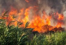 Пожар на полях орошения в Одессе загрязнил воздух: поджигательницу будут судить